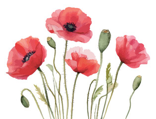 ポピーの花の水彩風イラスト　生成AI