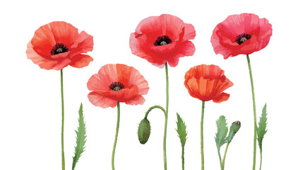 ポピーの花の水彩風イラスト　生成AI