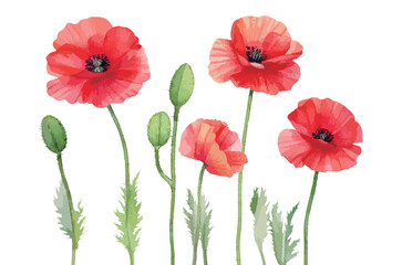 ポピーの花の水彩風イラスト　生成AI