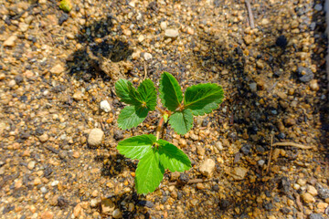 日差しを浴びて育つイチゴの若葉