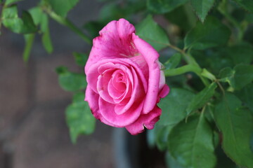 Pink roses are blooming in the garden.
