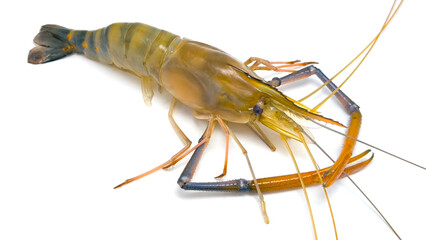 Fresh river prawns isolated on white background. Big freshwater prawns. River prawns for cooking.