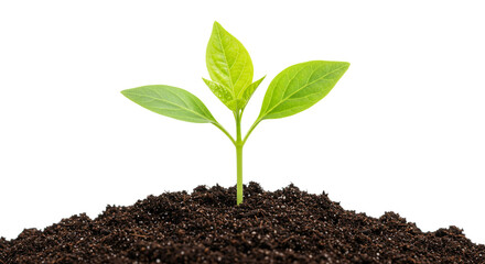 New life sprouts a vibrant green seedling emerges from rich dark soil against a bright white