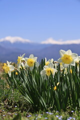 Obraz premium Golden Daffodils with the Central Alps in the Background – Nagano, Japan