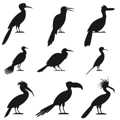 Fototapeta premium Bird Silhouette Compilation