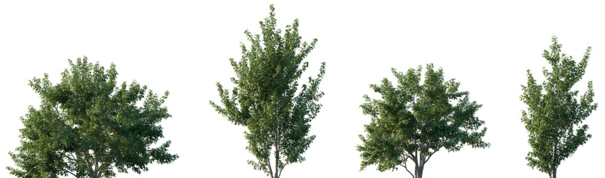Set of Pithecellobium dulce (commonly known as Manila tamarind, Madras thorn, monkeypod tree or camachile) frontal street trees isolated png on a transparent background perfectly cutout