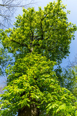 Fototapeta premium green trees in the forest