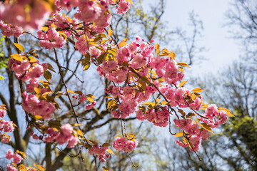 cherry blossom in spring