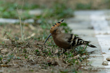 Common hoopoe (Eurasian hoopoe) on the ground