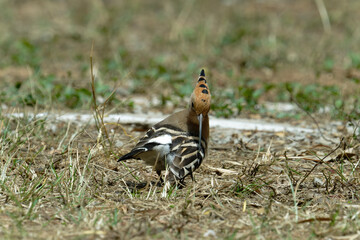 Common hoopoe (Eurasian hoopoe) on the ground