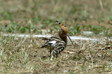 Common hoopoe (Eurasian hoopoe) on the ground