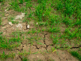 Risse im trockenen Ackerboden