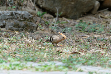 Common hoopoe (Eurasian hoopoe) on the ground