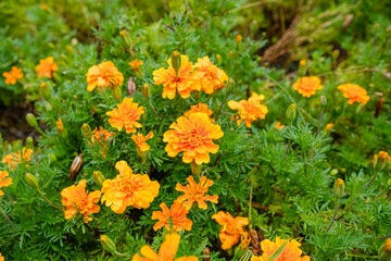 鮮やかに咲くマリーゴールドの花