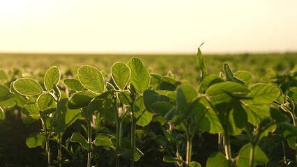 young row farm, fresh sprout field, soil with compost, business industry, above engineer's touch,...