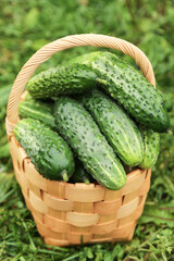 Freshly harvested cucumbers in basket close up. Green organic cucumber harvest on grass in garden