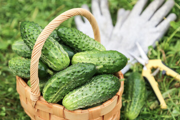 Freshly harvested cucumbers vegetables in basket closeup. Green organic cucumber harvest with gloves and scissors in garden