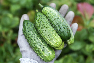 Freshly harvested cucumbers in farmer hand close up. Harvesting green organic cucumber harvest in garden