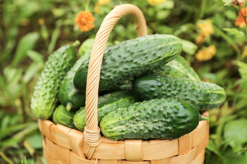 Freshly harvested cucumbers in basket close up. Green organic cucumber harvest in garden