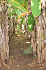 Branches of green lime tree with ripe fruits growing in orchard on summer day. Fresh oranges are hung from trees at an orange orchard with with Bokeh background. green fresh lime in dark lime tree