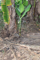 Branches of green lime tree with ripe fruits growing in orchard on summer day. Fresh oranges are hung from trees at an orange orchard with with Bokeh background. green fresh lime in dark lime tree