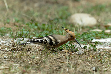 Common hoopoe (Eurasian hoopoe) eating earthworm