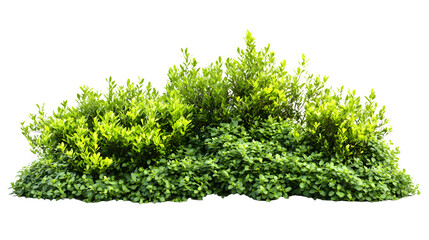 Fototapeta premium Vibrant Green Bushes and Shrubs on White Background for Design Professionals