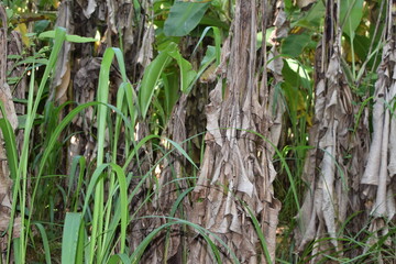 Branches of green lime tree with ripe fruits growing in orchard on summer day. Fresh oranges are hung from trees at an orange orchard with with Bokeh background. green fresh lime in dark lime tree