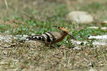 Common hoopoe (Eurasian hoopoe) eating earthworm