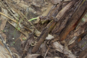 Branches of green lime tree with ripe fruits growing in orchard on summer day. Fresh oranges are hung from trees at an orange orchard with with Bokeh background. green fresh lime in dark lime tree