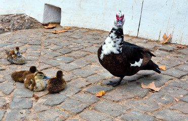 ducklings in alte algarve portugal
