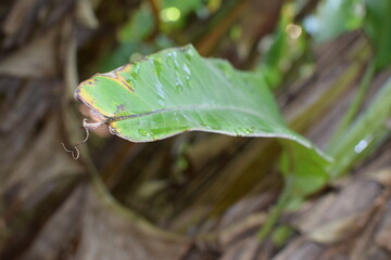 Branches of green lime tree with ripe fruits growing in orchard on summer day. Fresh oranges are hung from trees at an orange orchard with with Bokeh background. green fresh lime in dark lime tree