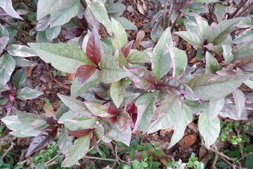 Caricature Plant in the park