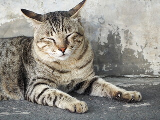 Head and body of cat. Chubby tabby cat with a short tail sits and relaxes on cement floor. Domestic cat with distinctive M-shaped marking on its forehead. stripes by eyes.Coat pattern occurs naturally