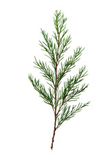 Naklejka premium Botanical Beauty: Capturing the elegant simplicity of a vibrant evergreen branch, exuding a natural freshness and embodying the spirit of renewal and growth.