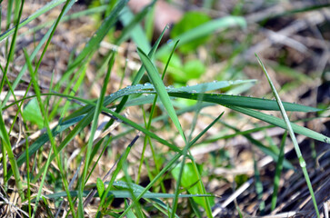 Morning dew on the grass
