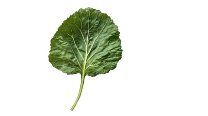 Leaf's Elegant Veins: A single, vibrant green leaf, presented with its intricate network of veins, evokes feelings of freshness and growth, inviting a moment of nature's calm.