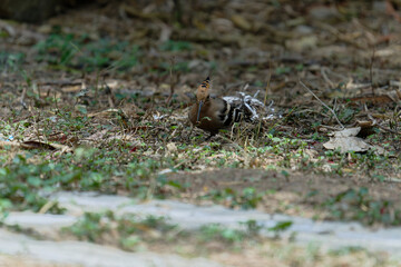Common hoopoe (Eurasian hoopoe) eating earthworm