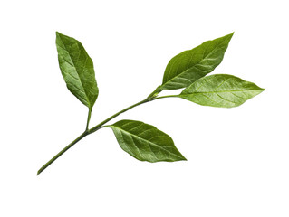 Serene Green Branch: A close-up shot of a fresh green branch with vibrant leaves, radiating a sense of nature's delicate beauty and serene tranquility.