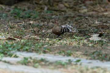 Common hoopoe (Eurasian hoopoe) eating earthworm