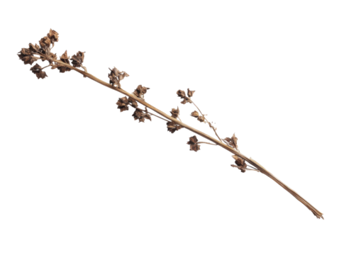 Dried Branch: The simplicity and resilience of nature are captured in this image of a dried branch against an empty backdrop.