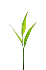 Fototapeta premium Emerging Life: Delicate green leaves of a plant reach for the sunlight, representing growth, freshness, and the beauty of the natural world.