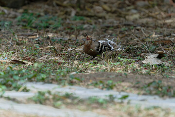 Common hoopoe (Eurasian hoopoe) eating earthworm