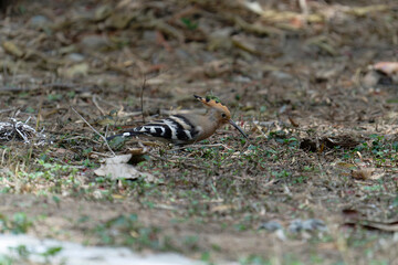 Common hoopoe (Eurasian hoopoe) eating earthworm