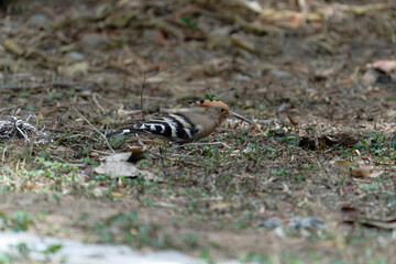 Common hoopoe (Eurasian hoopoe) eating earthworm