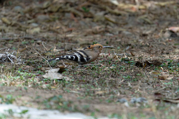 Common hoopoe (Eurasian hoopoe) eating earthworm
