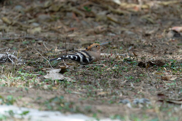 Common hoopoe (Eurasian hoopoe) eating earthworm