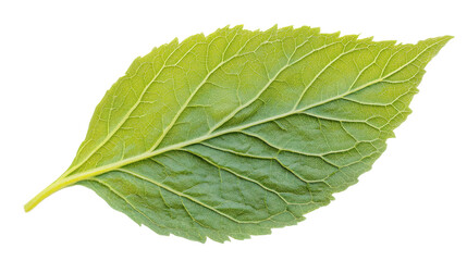 Obraz premium Fresh Leaf's Detailed Beauty: The intricate pattern of a lush, vibrant green leaf, a testament to nature's precision, is captured in exquisite detail. 