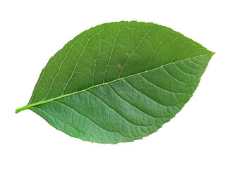 Green Leaf Detail: A vibrant, healthy green leaf isolated on a white background, showcasing intricate vein details and a rich, saturated color.  