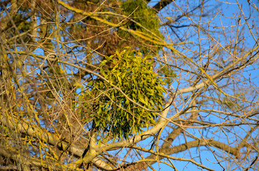 Mistletoe, common or white (Viscum album L.)